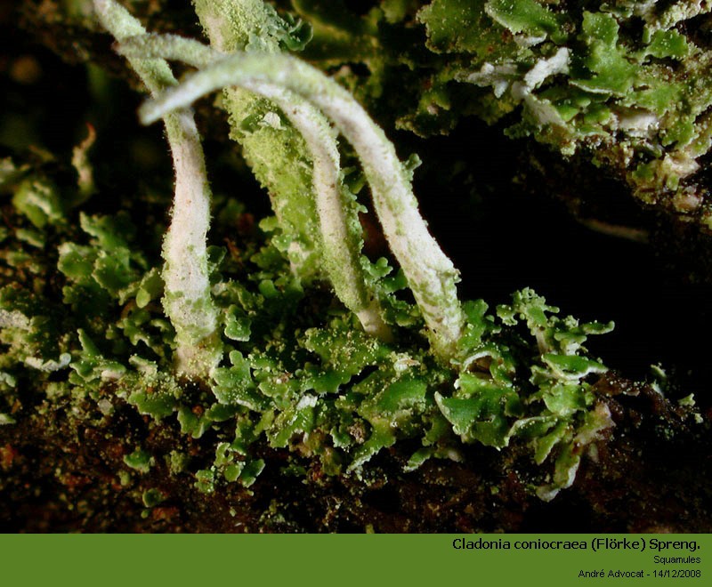 Cladonia coniocraea (Flörke) Spreng. #7334
