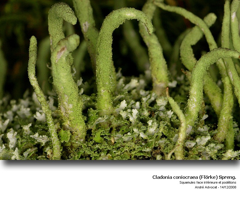 Cladonia coniocraea (Flörke) Spreng. #7335
