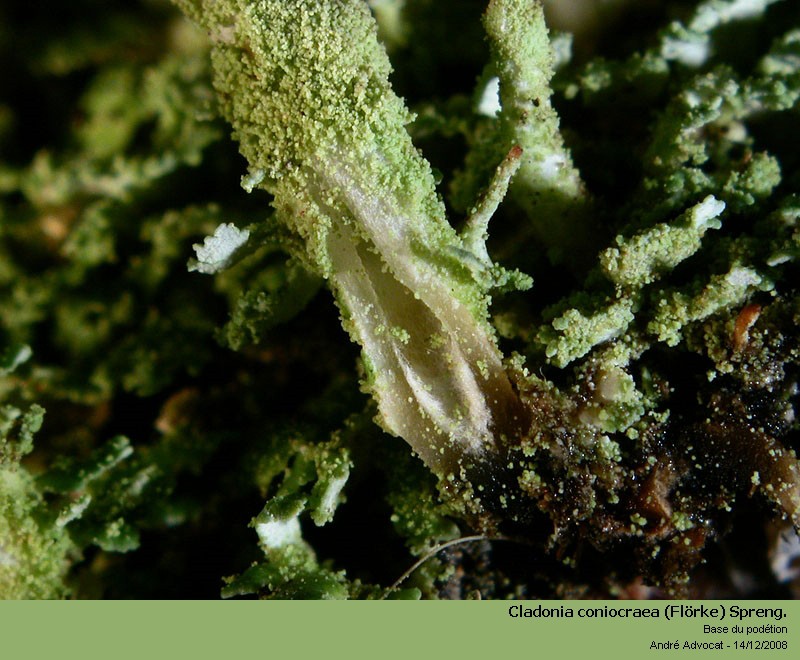 Cladonia coniocraea (Flörke) Spreng. #35555