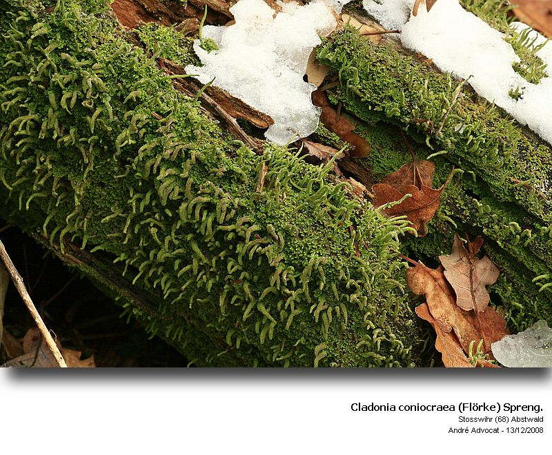 Cladonia coniocraea (Flörke) Spreng. #35553