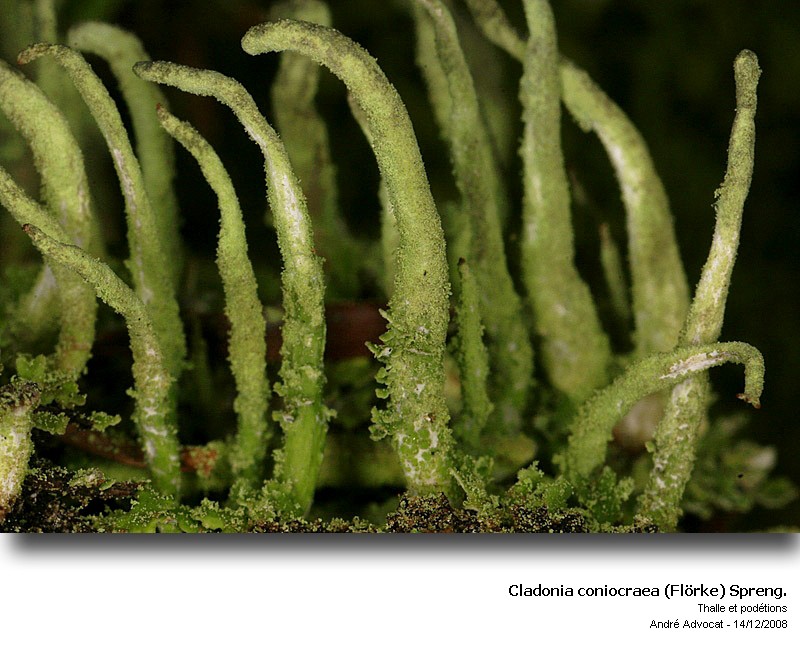 Cladonia coniocraea (Flörke) Spreng. #35554