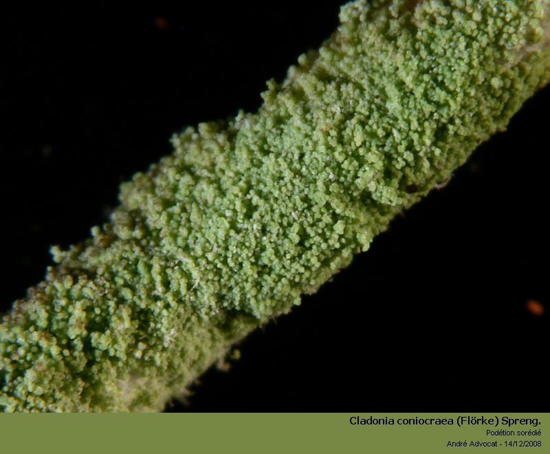 Cladonia coniocraea (Flörke) Spreng. #35556