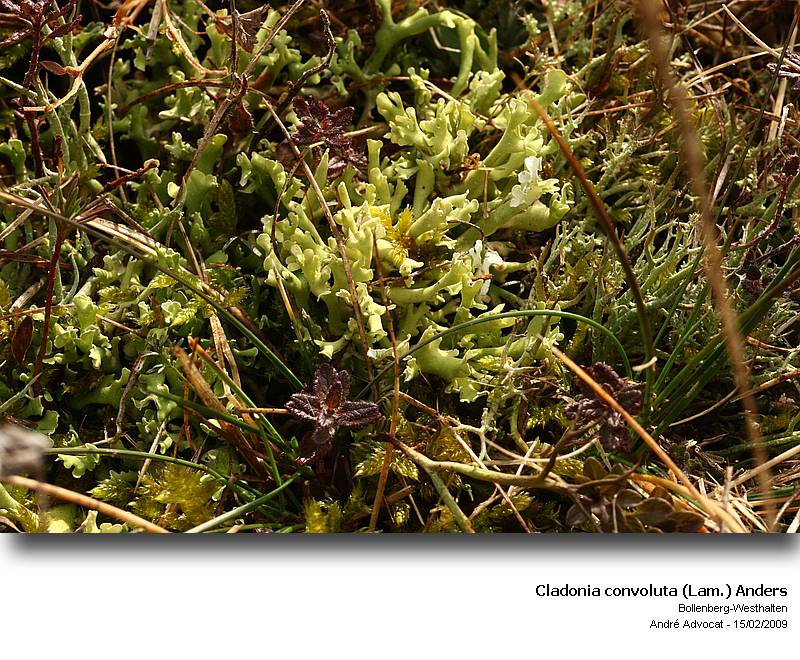 Cladonia convoluta (Lam.) Anders #40429