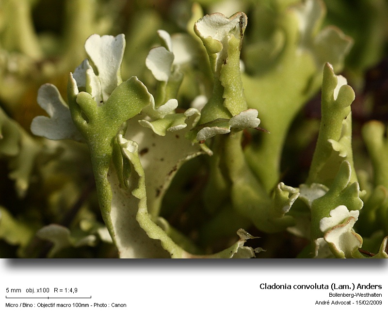 Cladonia convoluta (Lam.) Anders #40430