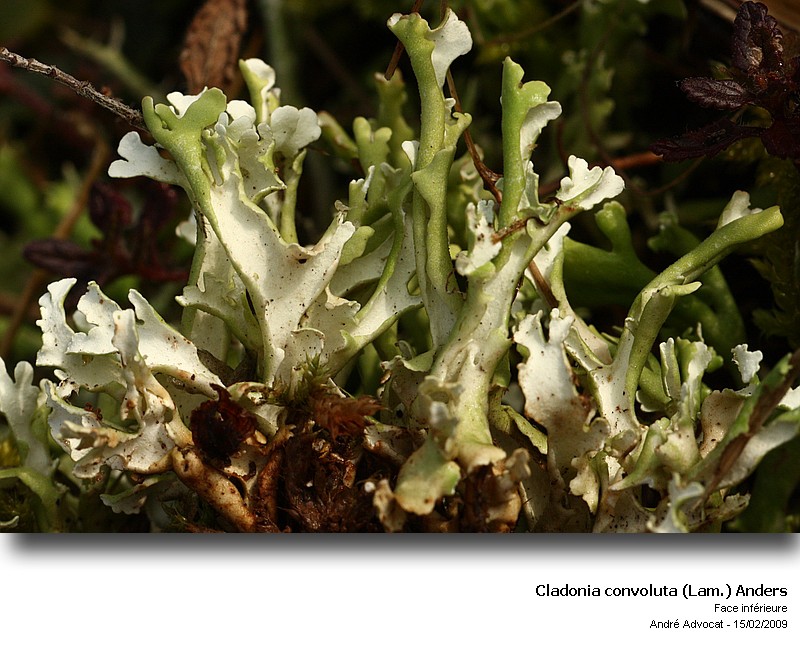 Cladonia convoluta (Lam.) Anders #40432
