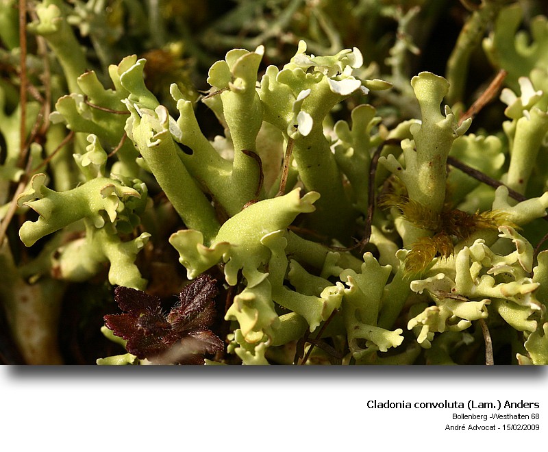 Cladonia convoluta (Lam.) Anders #40431