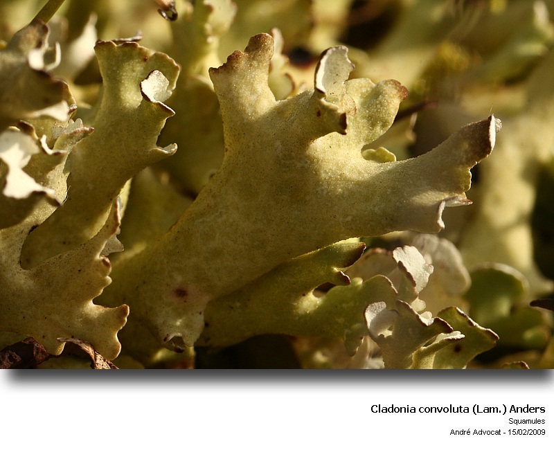 Cladonia convoluta (Lam.) Anders #40433