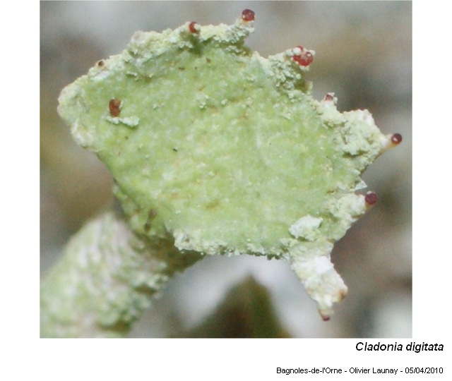 Cladonia digitata (L.) Hoffm. #16007