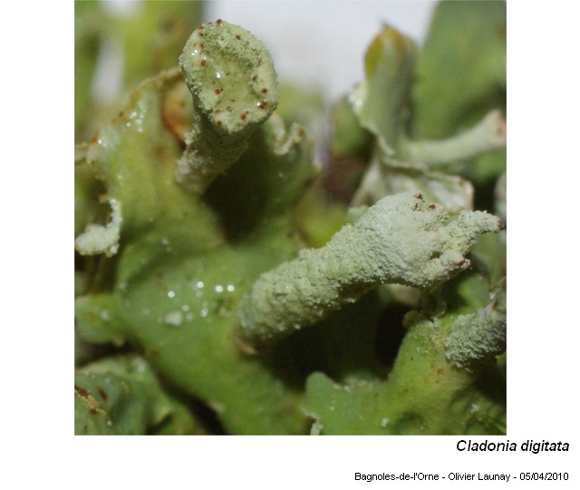 Cladonia digitata (L.) Hoffm. #16006