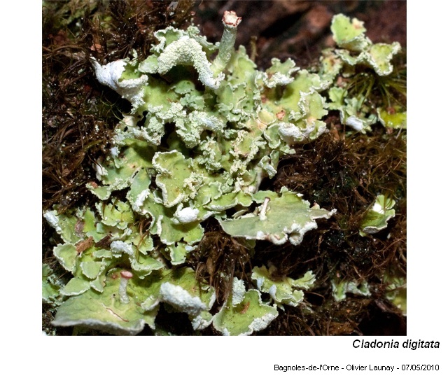 Cladonia digitata (L.) Hoffm. #16003