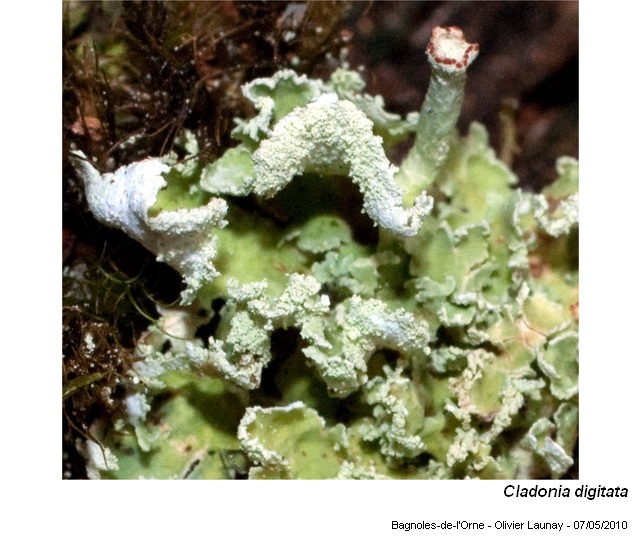 Cladonia digitata (L.) Hoffm. #16005