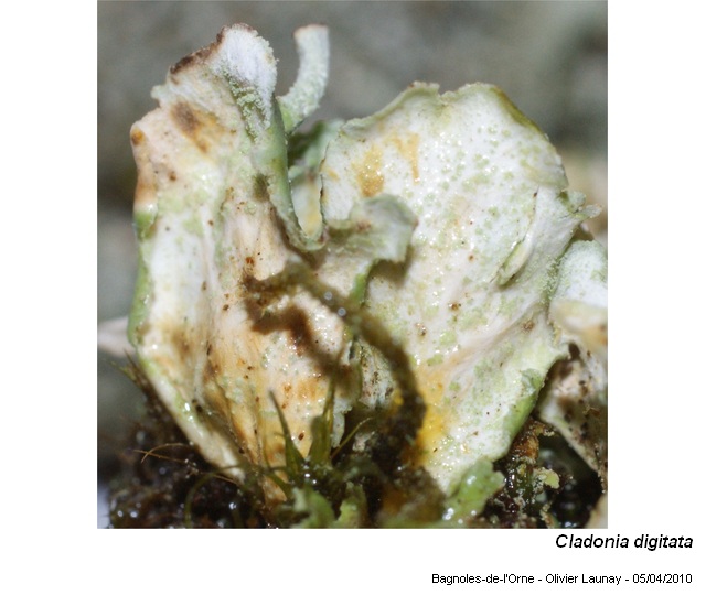 Cladonia digitata (L.) Hoffm. #16004