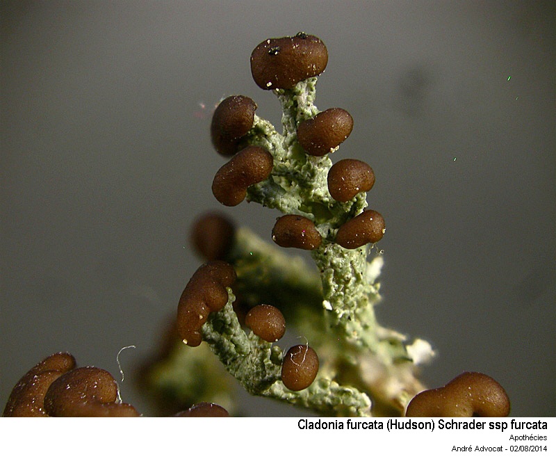 Cladonia furcata (Hudson) Schrader ssp furcata #38418