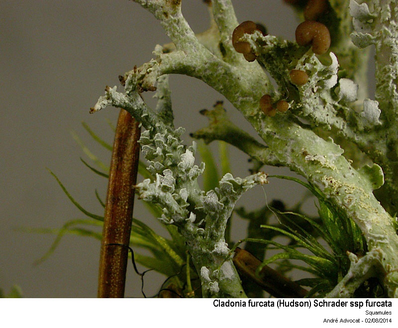 Cladonia furcata (Hudson) Schrader ssp furcata #38421