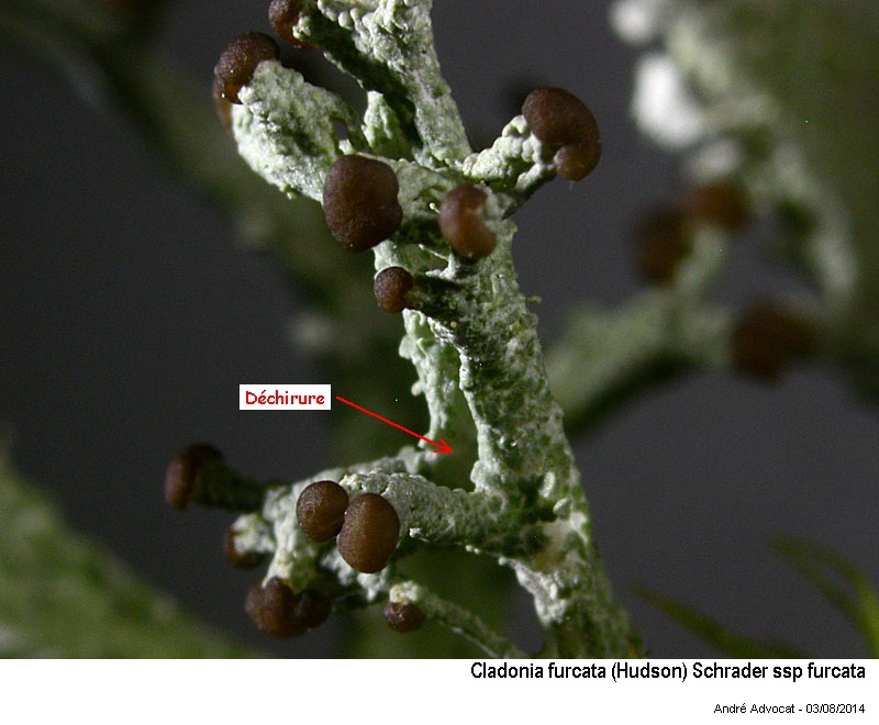 Cladonia furcata (Hudson) Schrader ssp furcata #38420