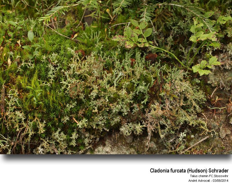 Cladonia furcata (Hudson) Schrader ssp furcata #38415