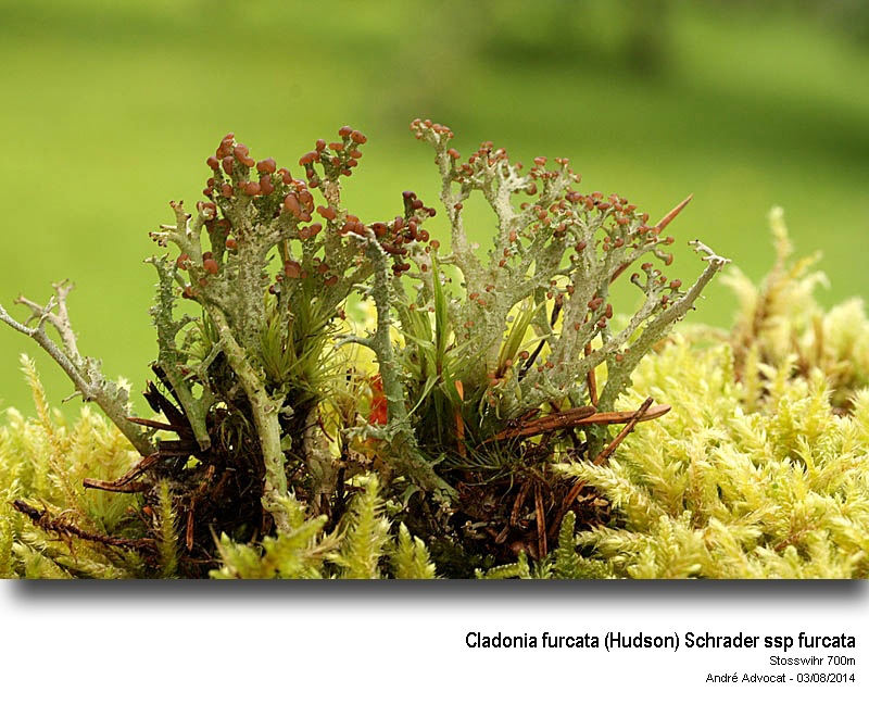 Cladonia furcata (Hudson) Schrader ssp furcata #38416