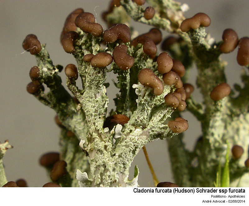 Cladonia furcata (Hudson) Schrader ssp furcata #38419