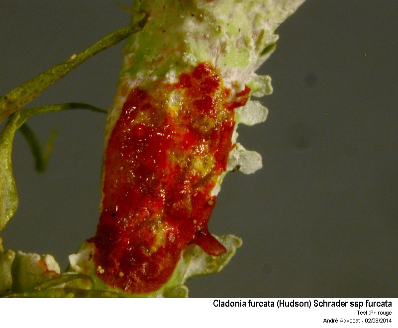 Cladonia furcata (Hudson) Schrader ssp furcata #38422