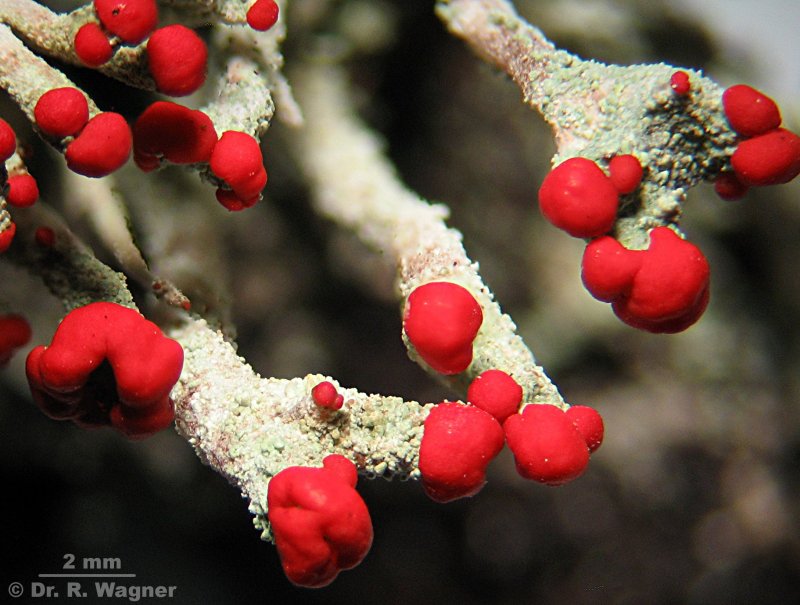 Cladonia macilenta ssp. floerkeana, part I #4918