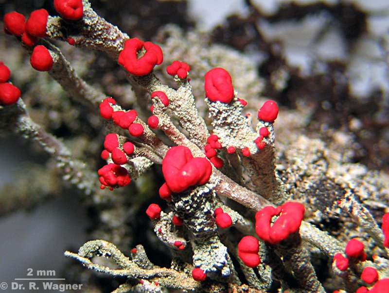 Cladonia macilenta ssp. floerkeana, part I #4921