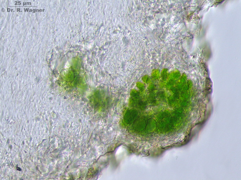 Cladonia macilenta ssp. floerkeana, part I #4926