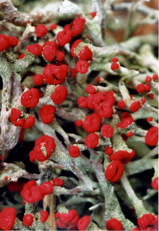 Cladonia macilenta ssp. floerkeana, part I #4917