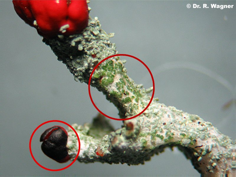 Cladonia macilenta ssp. floerkeana, part I #4924