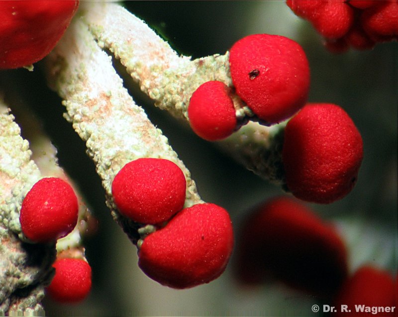 Cladonia macilenta ssp. floerkeana, part I #4919
