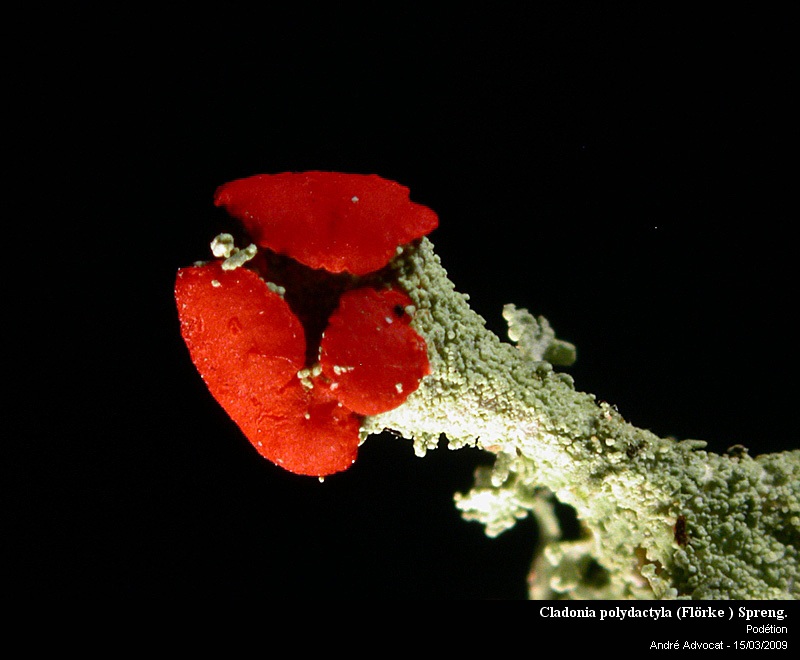 Cladonia polydactyla (Flörke ) Spreng. #64370