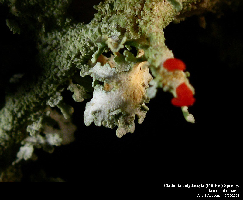 Cladonia polydactyla (Flörke ) Spreng. #64369