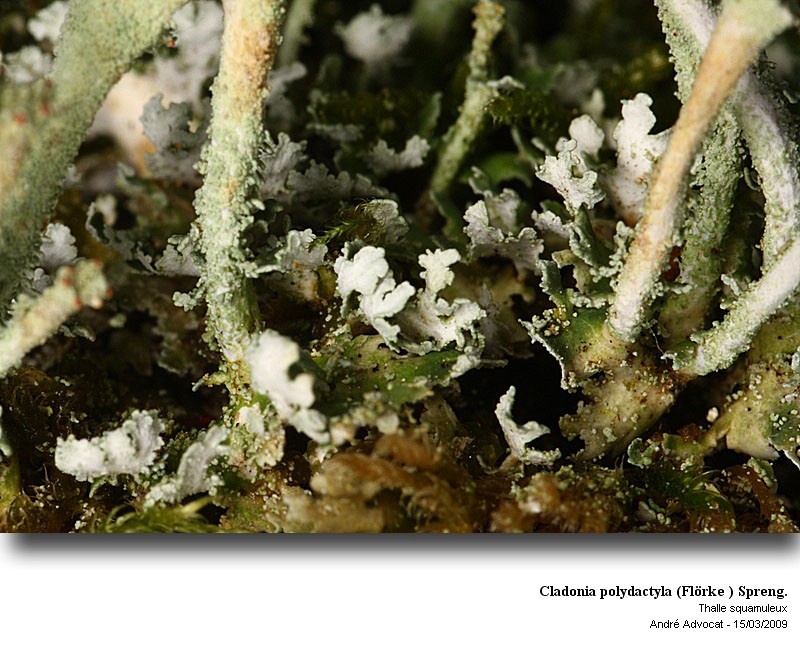 Cladonia polydactyla (Flörke ) Spreng. #64368