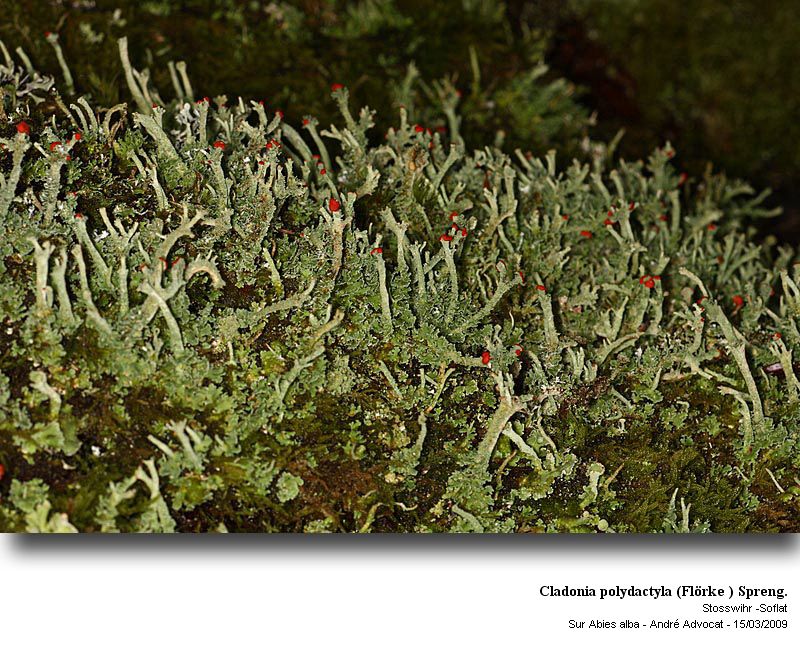 Cladonia polydactyla (Flörke ) Spreng. #64365