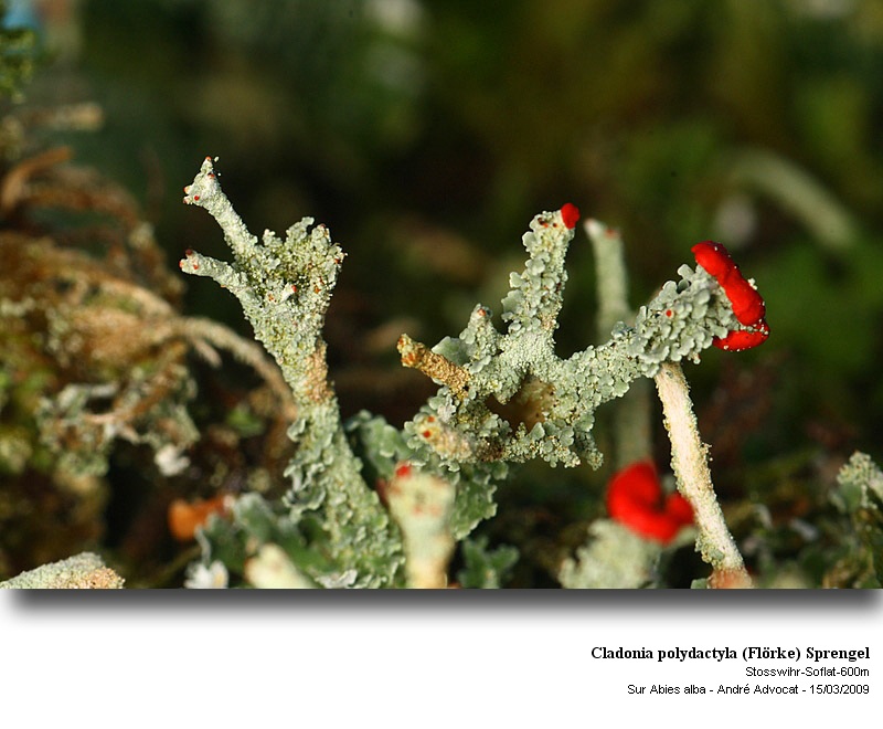 Cladonia polydactyla (Flörke ) Spreng. #64371