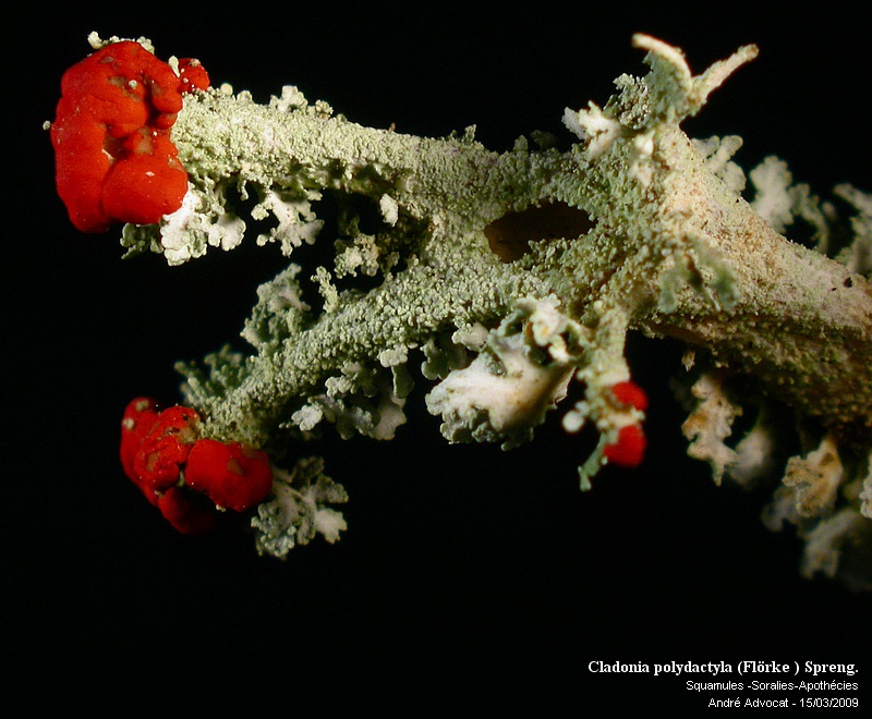Cladonia polydactyla (Flörke ) Spreng. #64372