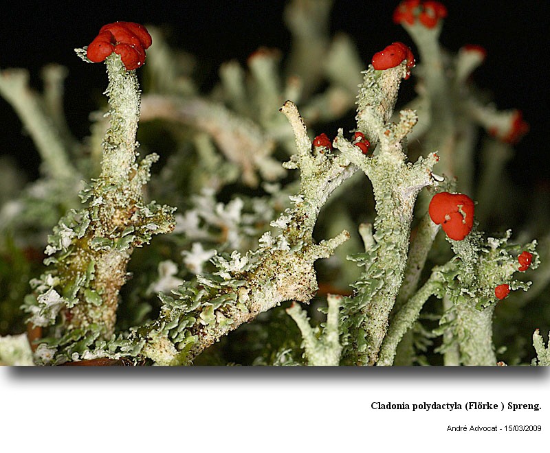 Cladonia polydactyla (Flörke ) Spreng. #64366