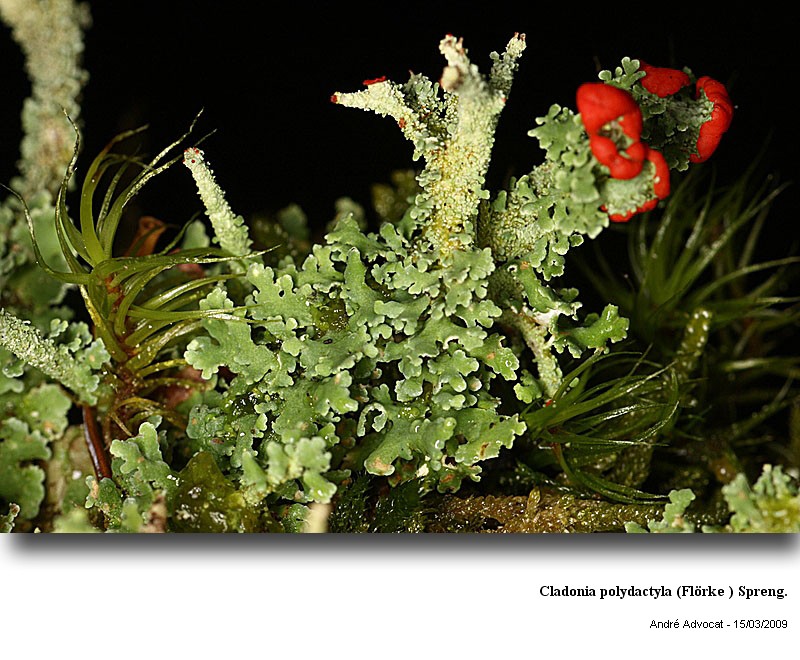 Cladonia polydactyla (Flörke ) Spreng. #64367