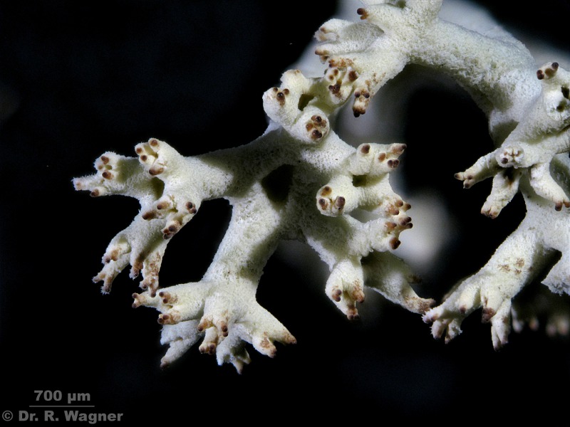 Cladonia portentosa #19736