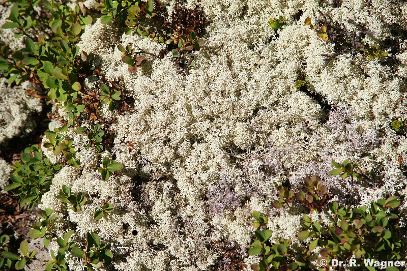Cladonia portentosa #19734