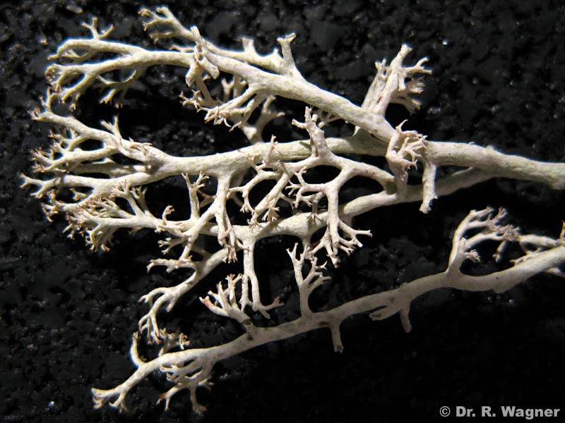 Cladonia portentosa #19735