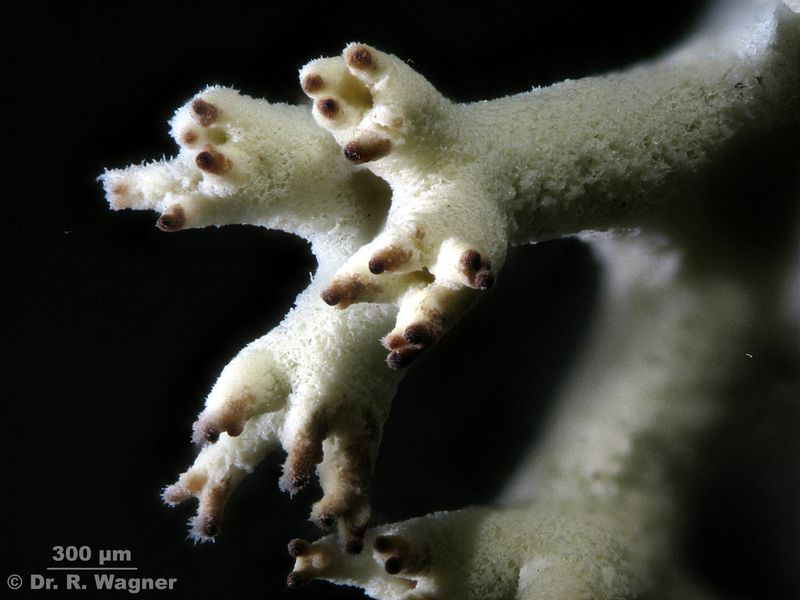Cladonia portentosa #19737