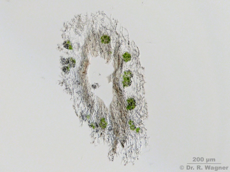 Cladonia portentosa #19738