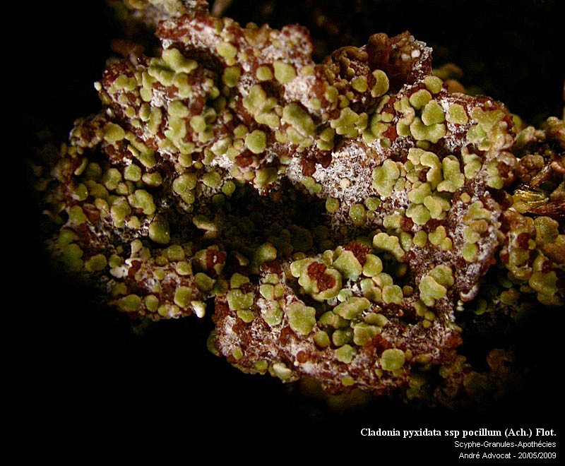 Cladonia pyxidata ssp pocillum (Ach.) Flot. #10674