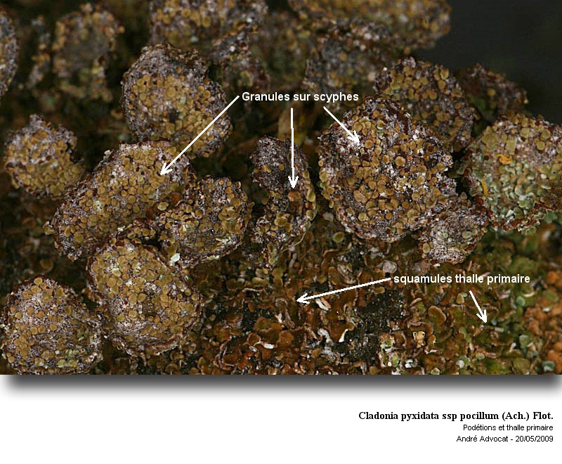Cladonia pyxidata ssp pocillum (Ach.) Flot. #10672