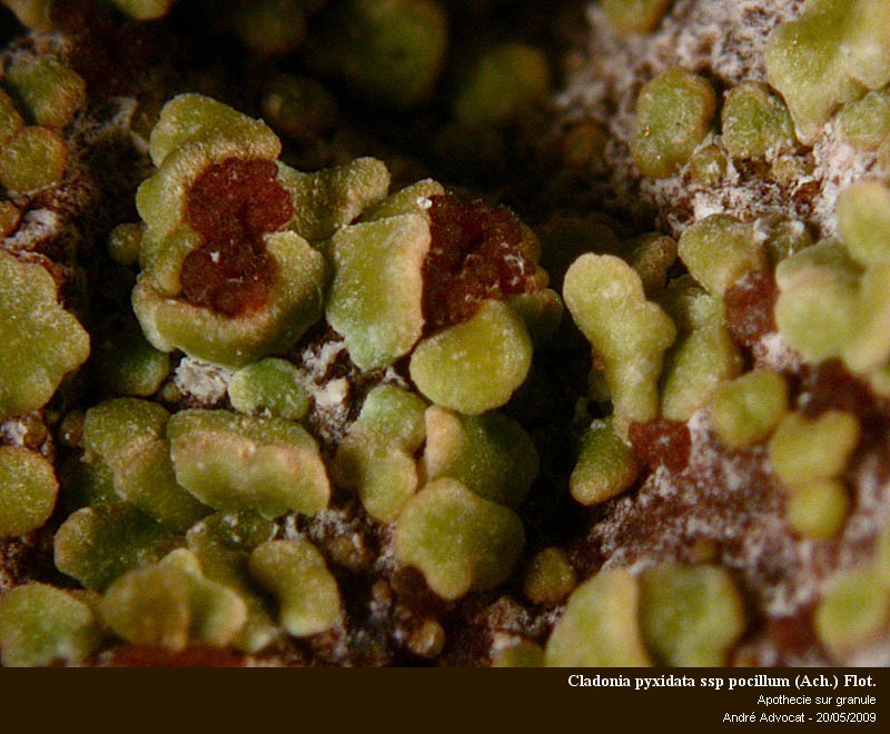Cladonia pyxidata ssp pocillum (Ach.) Flot. #10675
