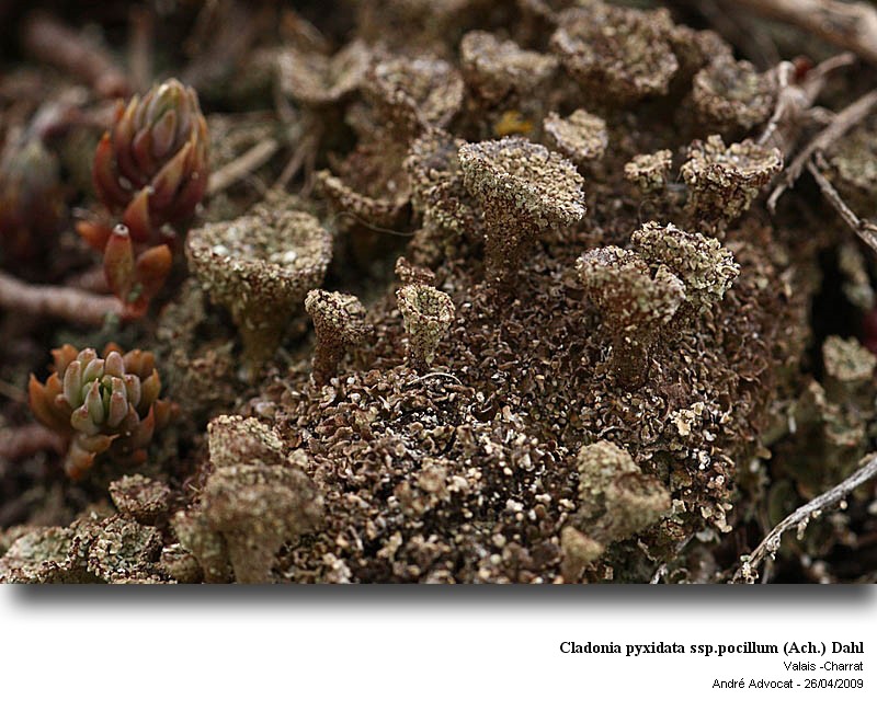Cladonia pyxidata ssp pocillum (Ach.) Flot. #10668