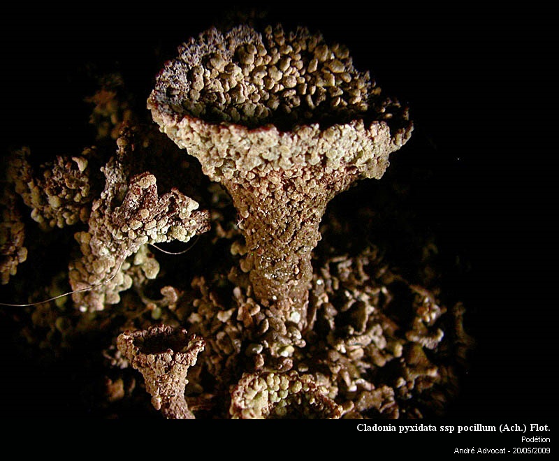 Cladonia pyxidata ssp pocillum (Ach.) Flot. #10667