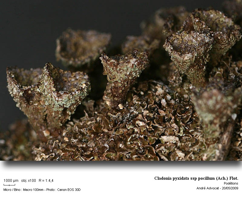 Cladonia pyxidata ssp pocillum (Ach.) Flot. #10666