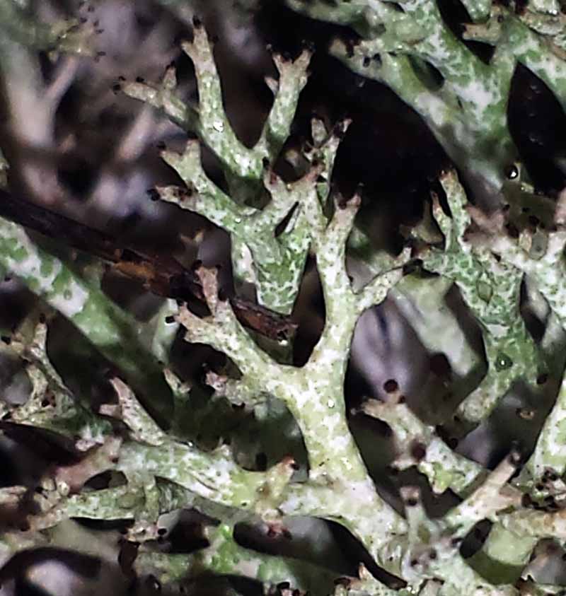 Cladonia rangiformis #49017