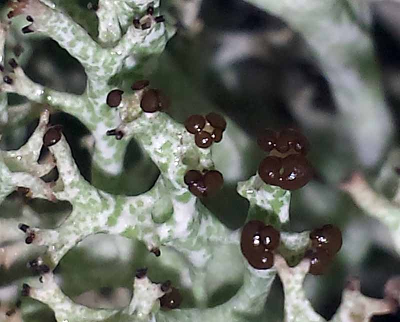 Cladonia rangiformis #49020